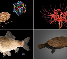 永遠に美しく！ 九州大学発の３Dデジタル新技術でもっと身近になる生物標本の世界