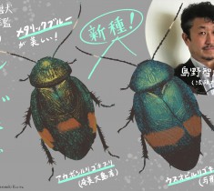 珍獣図鑑（9）：日本から35年ぶりに新種エントリー！ ゴキブリの概念を覆す美麗種、ルリゴキブリ