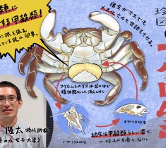 珍獣図鑑（7）：成体≒卵巣？ 甲殻類に寄生しメス化させちゃう甲殻類、フクロムシの美学
