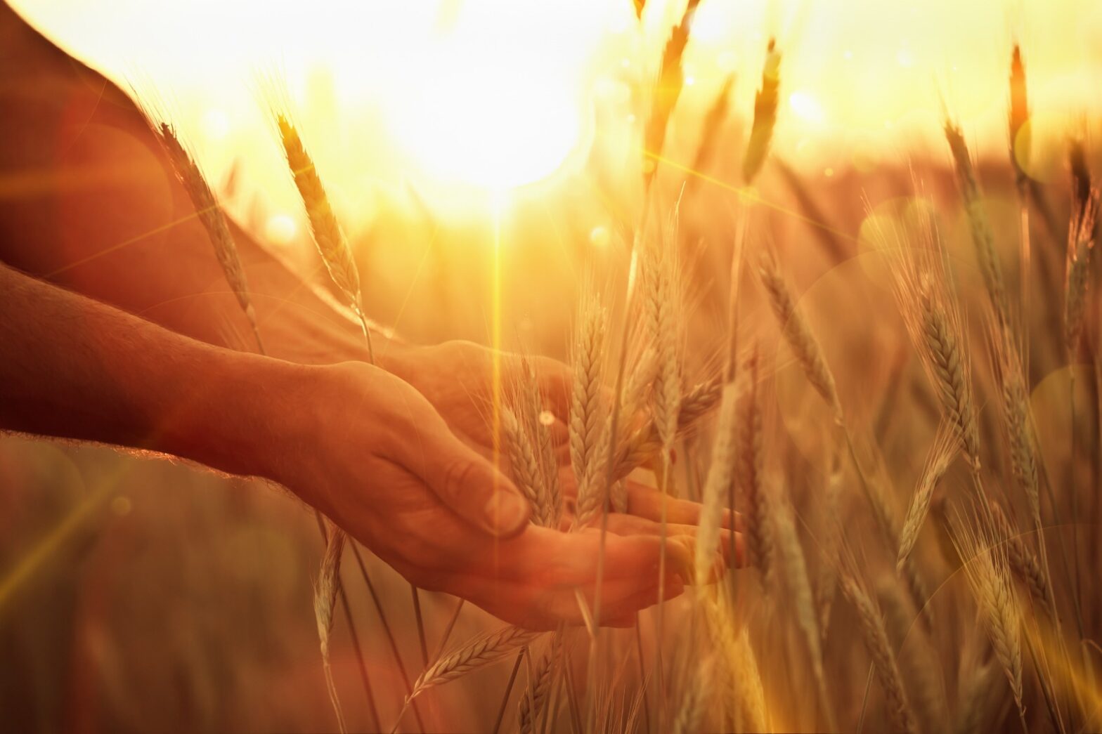 考古植物学者に聞く、人類最古の栽培植物「麦」の歴史