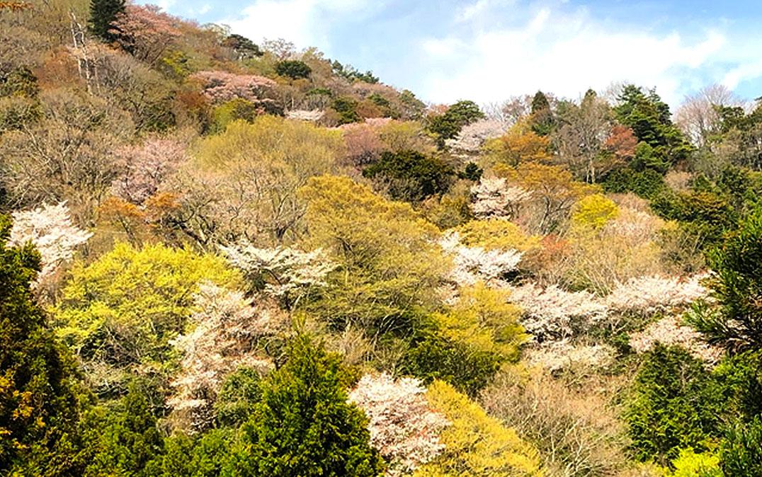 桜川市のシンボル「山桜」に対する人々の意識調査を実施 – TSUKUBA ...