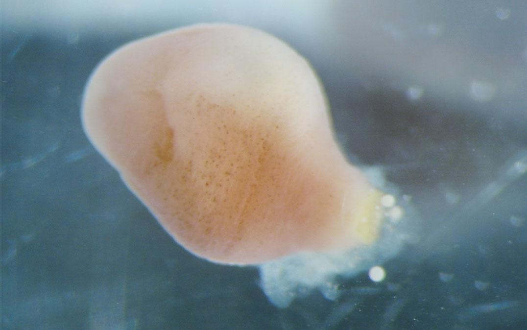 珍渦虫は体が破れて卵を産む〜生殖過程の新仮説を提唱〜 – TSUKUBA JOURNAL