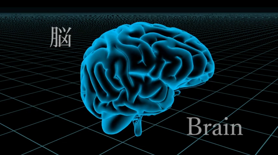 Research41「脳はどのようにできてくる？」
