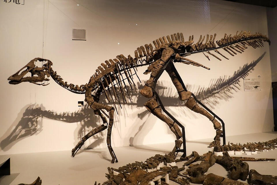 【動画】むかわ竜を新属新種の恐竜として「カムイサウルス・ジャポニクス（Kamuysaurus japonicus）」と命名（総合博物館 小林快次教授インタビュー）