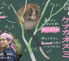 珍獣図鑑（4）：日本最大。琉球諸島の一部だけで暮らす天然記念物、ケナガネズミって？