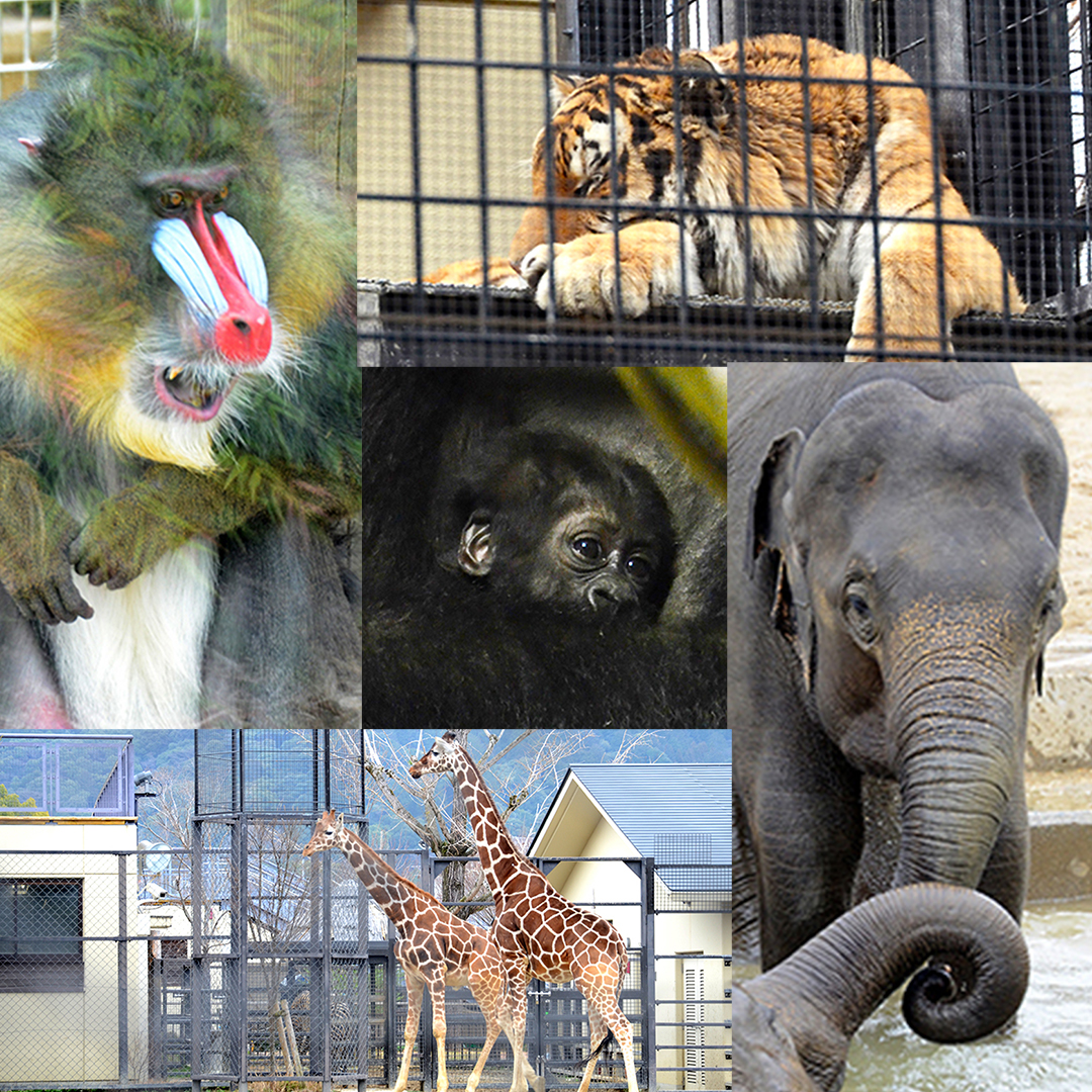動物園は研究フィールド！ ──動物園にいきる京都大学の知を探せ！