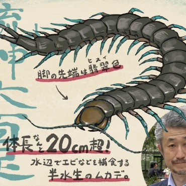 珍獣図鑑（21）：143年ぶり＆日本人初の快挙！ 超大型ルーキー「リュウジンオオムカデ」の新種発表