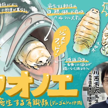 珍獣図鑑（24）：魚に寄生するパイロット！？ 一番乗りがオスからメスに性転換する、カワイイ魔性の甲殻類・ウオノエ