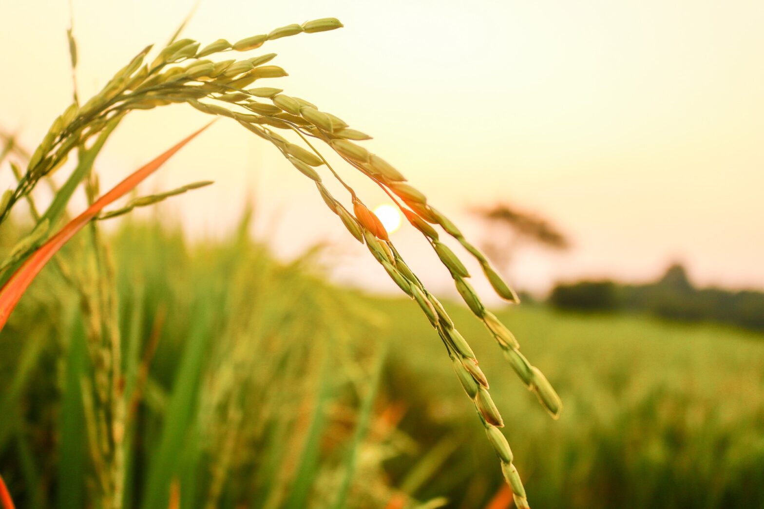 稲作は温暖化防止の要？
