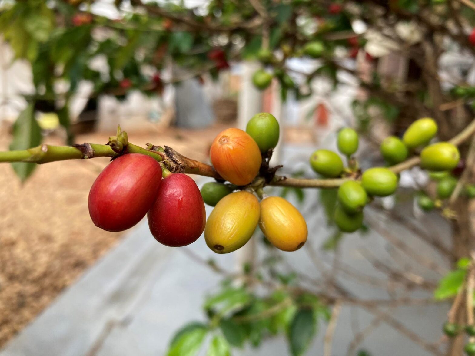 コーヒーを通して見えた、アフリカ・ルワンダ農村の暮らしと経済