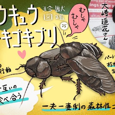 珍獣図鑑（25）え、交尾相手の翅を食べちゃうの！？思わず二度聞きしてしまう、リュウキュウクチキゴキブリの不思議な生態