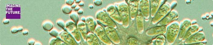 TSUKUBA FUTURE #001：Botryococcus – TSUKUBA JOURNAL