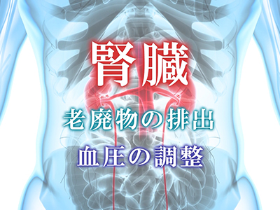 Research15「全身から腎臓，腎臓から全身を診る」