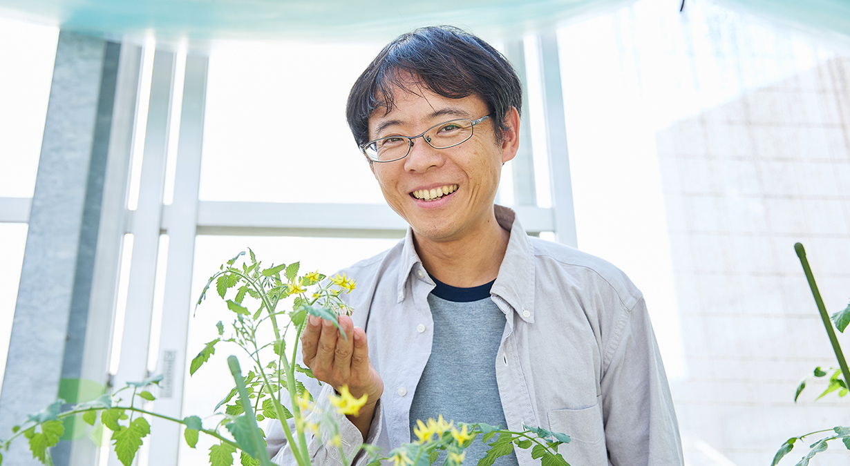 受粉しなくても実がなる植物！？「単為結果性」を解明して農作物の生産に改革を起こす。