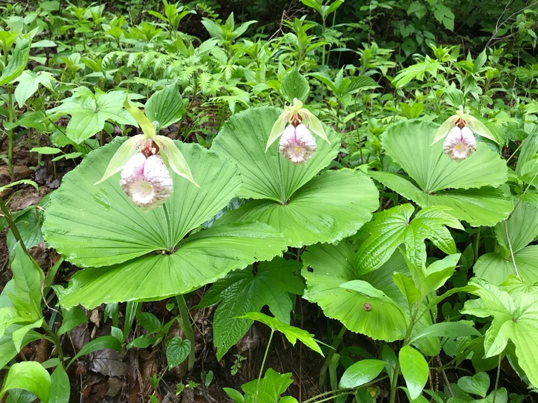 植物バイオテクノロジーが絶滅危惧植物を救う！