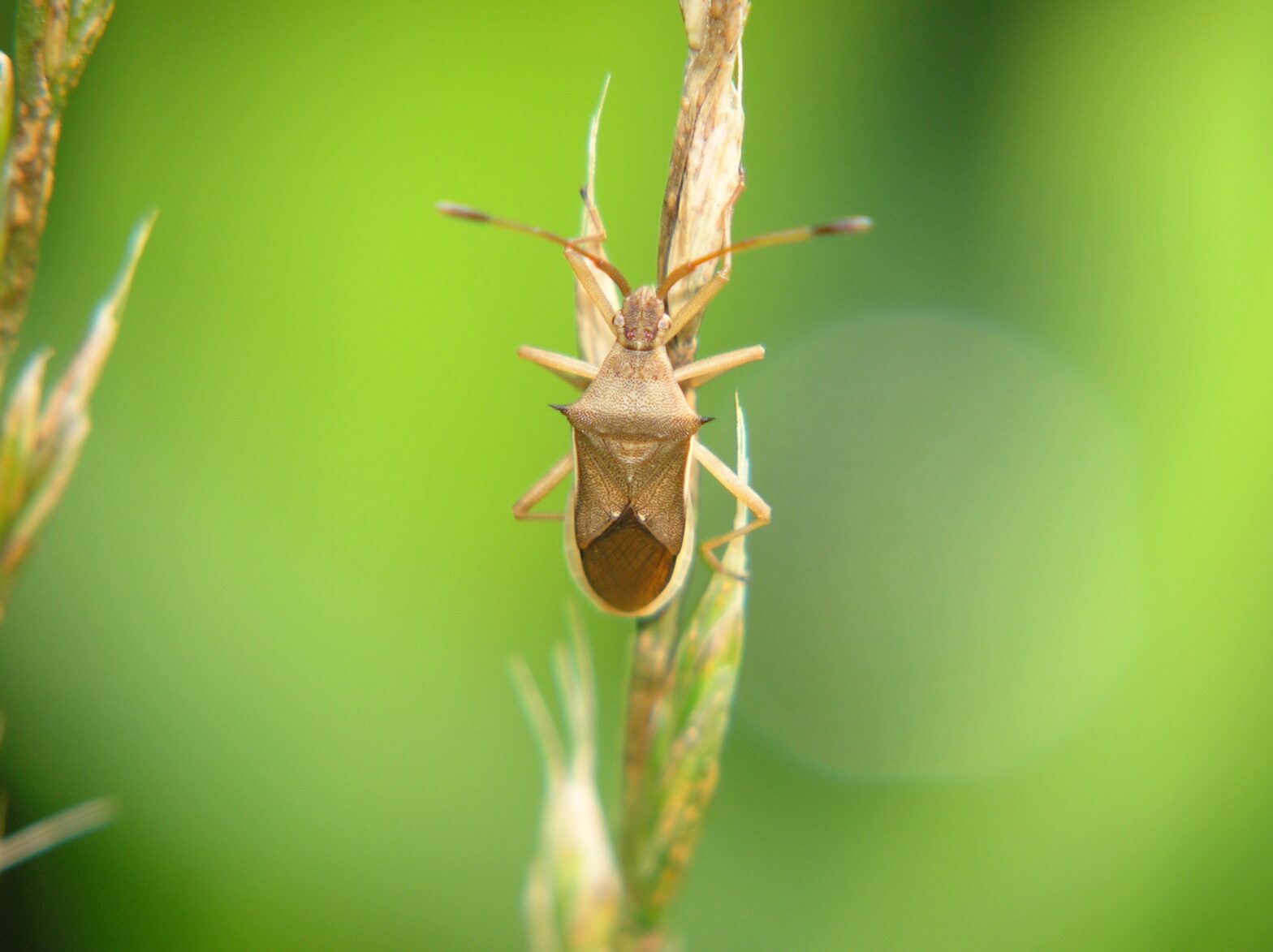 水稲に被害を発生させる害虫について