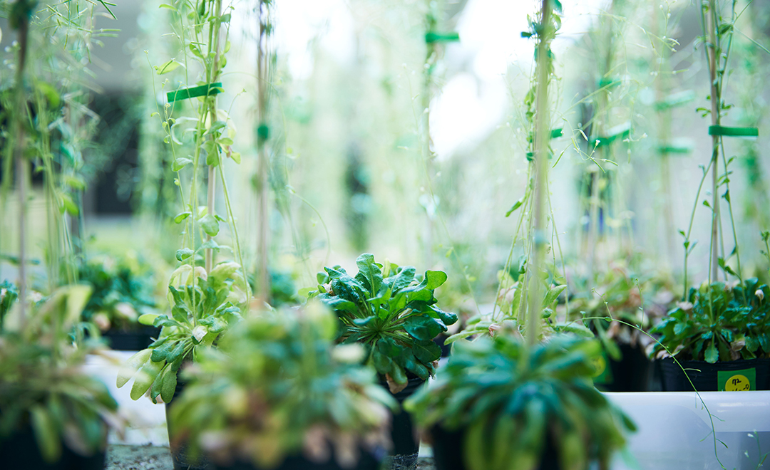 植物や生物と環境との関係を解明し生態系や生物多様性を守っていく。