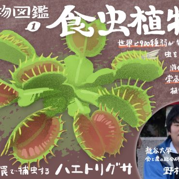 植物図鑑（1）：食虫植物が虫を食べる理由とは？ニッチな環境で獲得したニッチな生存戦略