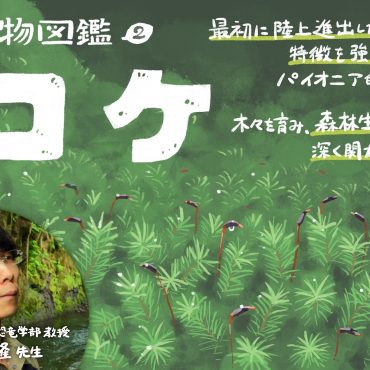 植物図鑑（２）：土をつくり、森を育てる。身近な植物・コケの美しさと生態系で果たす大きな...