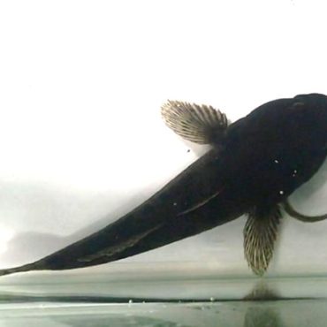 食べられても終わりじゃない！ 胃の中から脱出するウナギのスゴ技について、長崎大学の長谷...