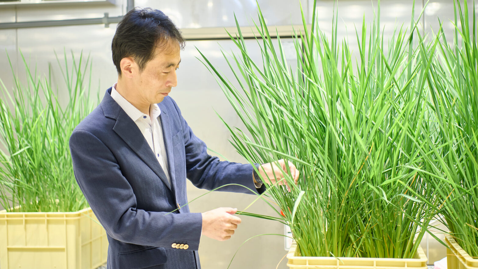 日本の食卓に欠かせない「お米」。米不足で注目を集める今、「良い米」を安定供給するための...