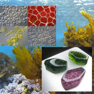 小さくても可能性は無限大！藻類の魅力を武庫川女子大学の吉田昌樹先生に聞いてみた