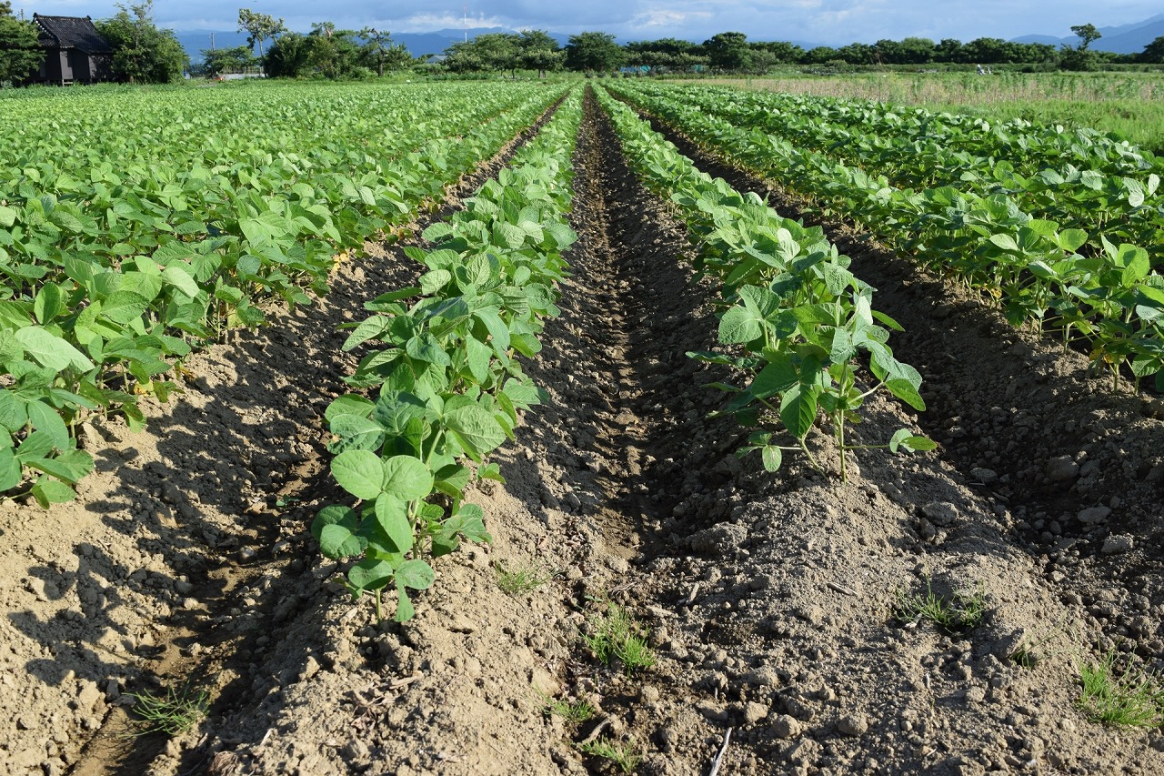 環境保全と生産安定は両立できる！？ 化学肥料に依存しない土づくりを研究