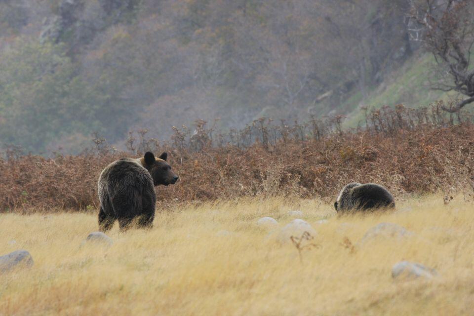 【北大とクマ＃5】クマとともに生きる