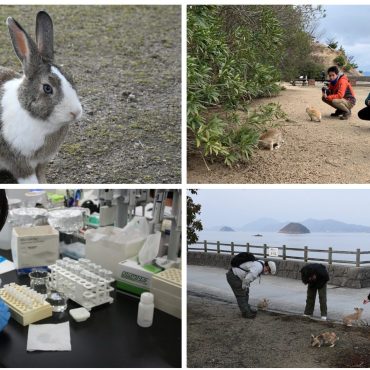 うさぎが住む島の意外な事実。人と自然のかかわりを、保全生態学を専門とする福島大学・兼子...