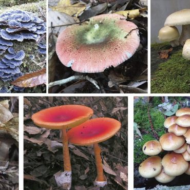 被子植物との出会いがきのこの運命を変えた？ きのこの多様性の秘密を京都大学の佐藤博俊先...