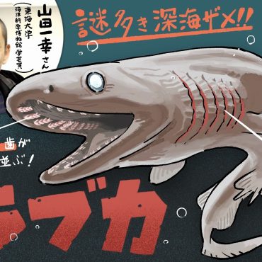珍獣図鑑（28）：そもそも捕獲が困難すぎる！研究者泣かせの謎に包まれた深海ザメ・ラブカ